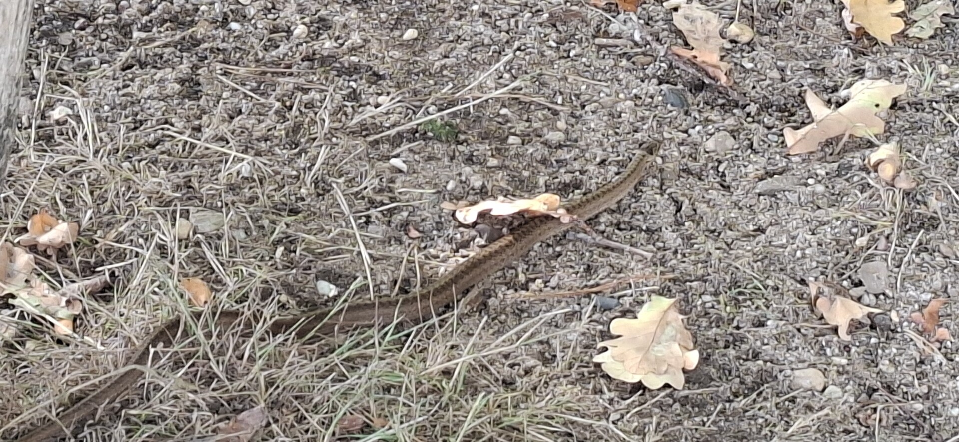 Wandelroute Veluwezoom-Posbank bij Arnhem