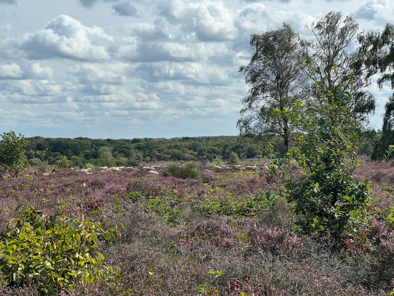 Weesp - Bussum · Trekvogelpad etappe 8