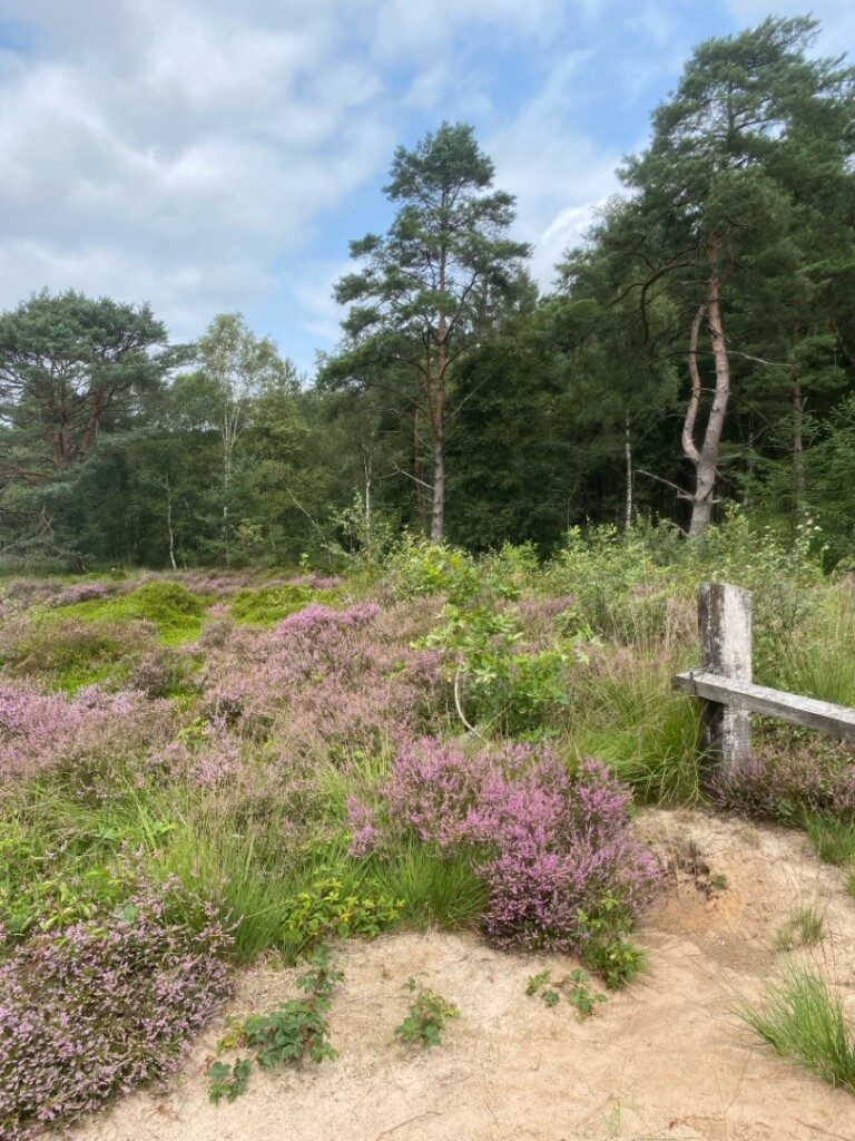 Beetsterzwaag - Waskemeer · Groot Frieslandpad etappe 14