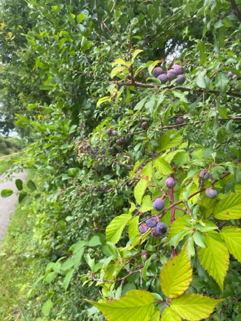 Beetsterzwaag - Waskemeer · Groot Frieslandpad etappe 14