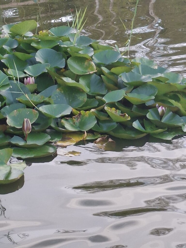Arboretum bomenpark wandeling