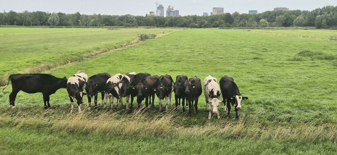 Amsterdam - Loenen a.d. Vecht · Jacobsweg Amstelredam etappe 5