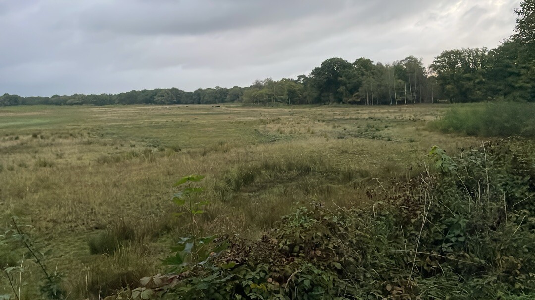 Rondje Laarder Wasmeer (groen)