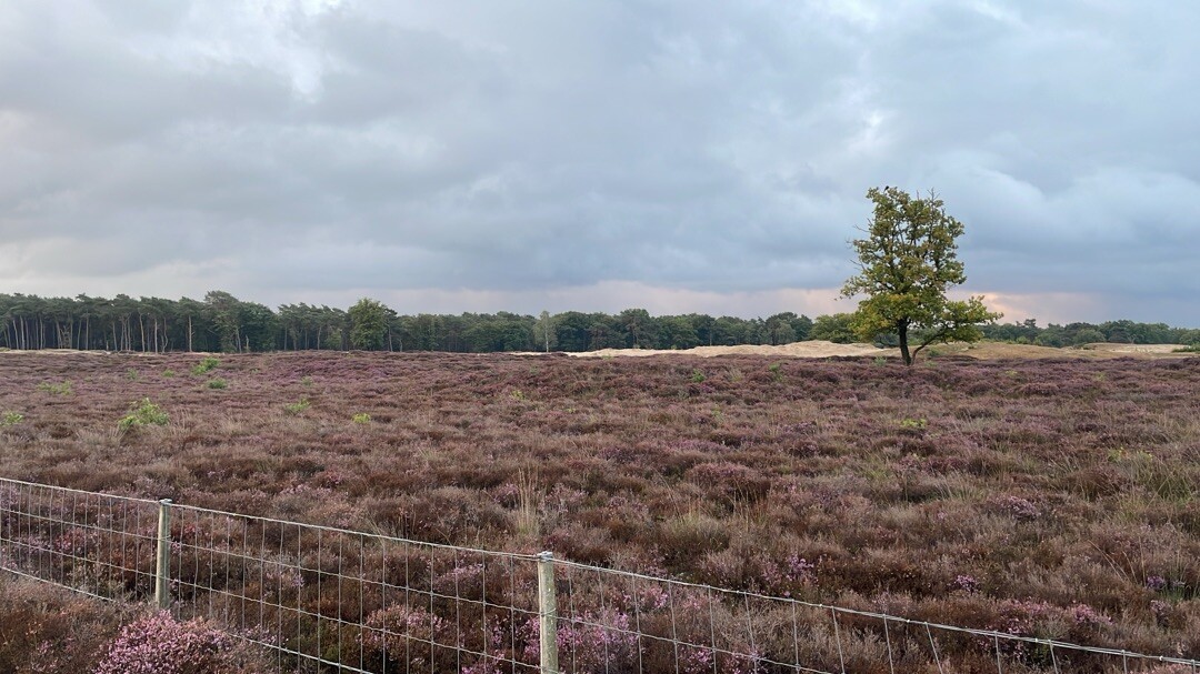 Rondje Laarder Wasmeer (groen)