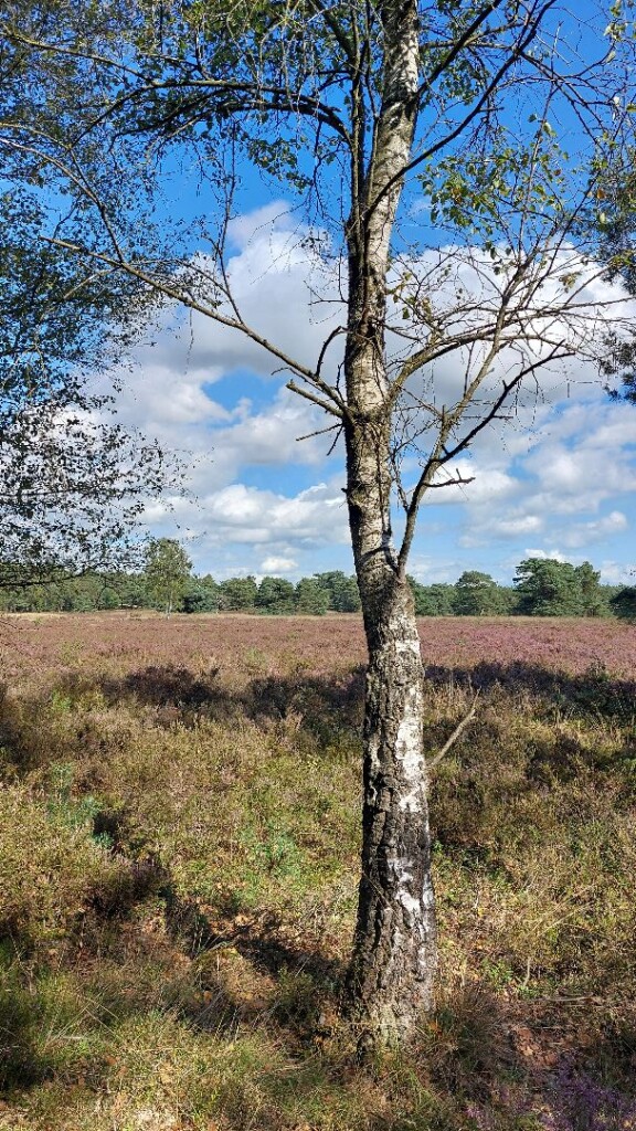 Gortel - Apeldoorn · Roots Natuurpad etappe 18