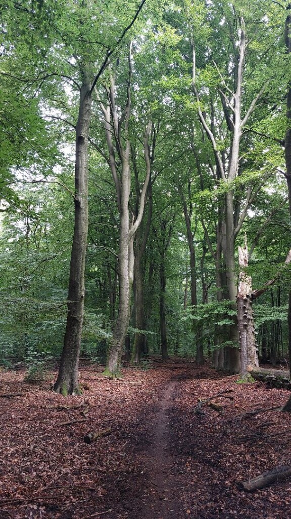 Gortel - Apeldoorn · Roots Natuurpad etappe 18