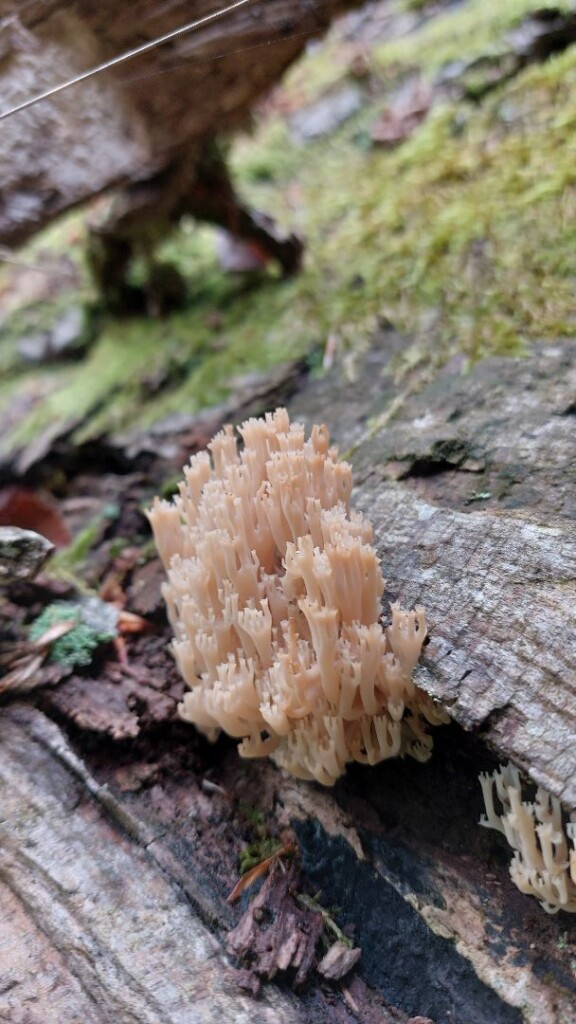 Gortel - Apeldoorn · Roots Natuurpad etappe 18