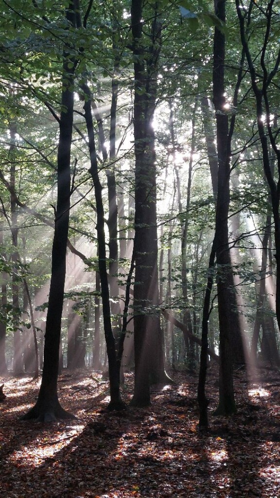 Apeldoorn - Hoenderloo · Roots Natuurpad etappe 19