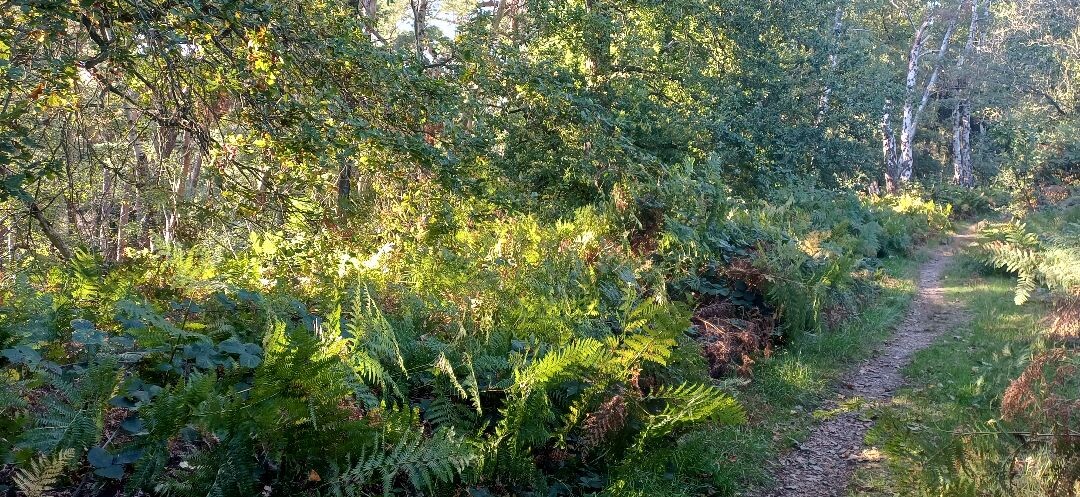 Ravensbosch Va14 Valkenburg aan de Geul