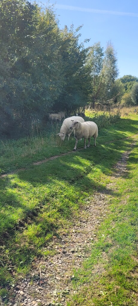 Wandelroute E10 - Eijsden-Margraten - Vakwerkwandeling