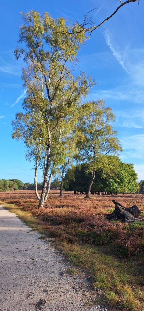 Station Wezep - Hattem · Westerborkpad etappe 18