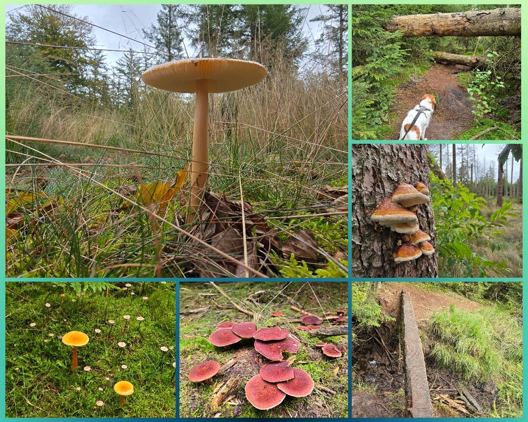 Wandelroute Sprokkelspoor