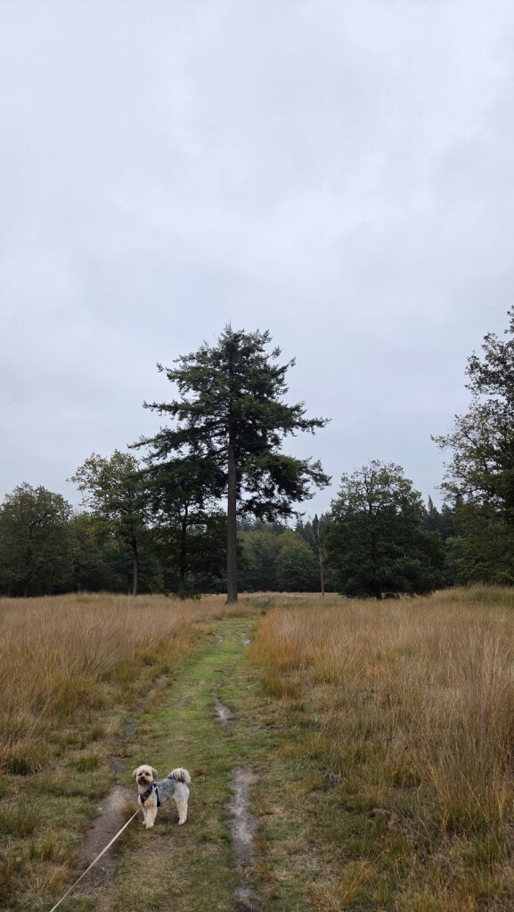 Wandelroute Archeologie Sleenerzand