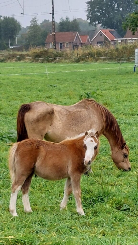 Nijkerk - Ermelo · Zuiderzeepad etappe 11