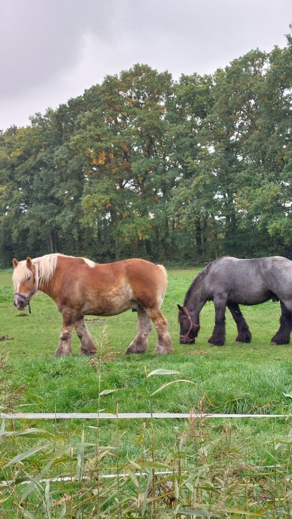 Nijkerk - Ermelo · Zuiderzeepad etappe 11