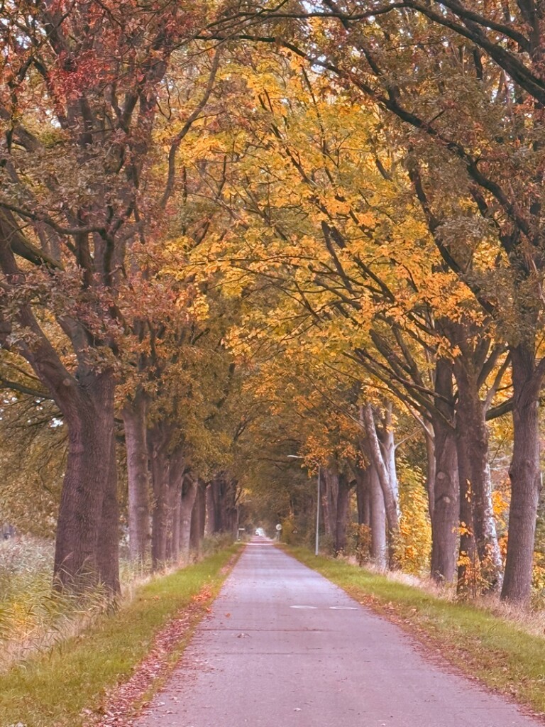 De Lethe Bellingwolde