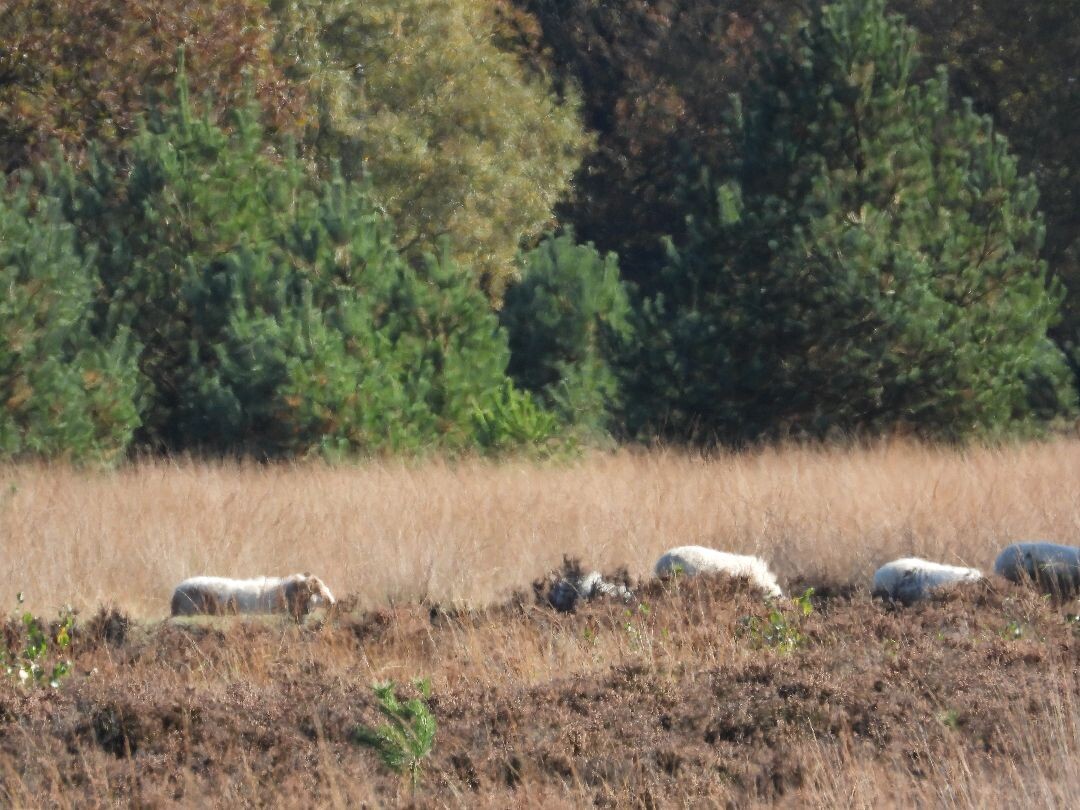 Wandelroute Schapenpark