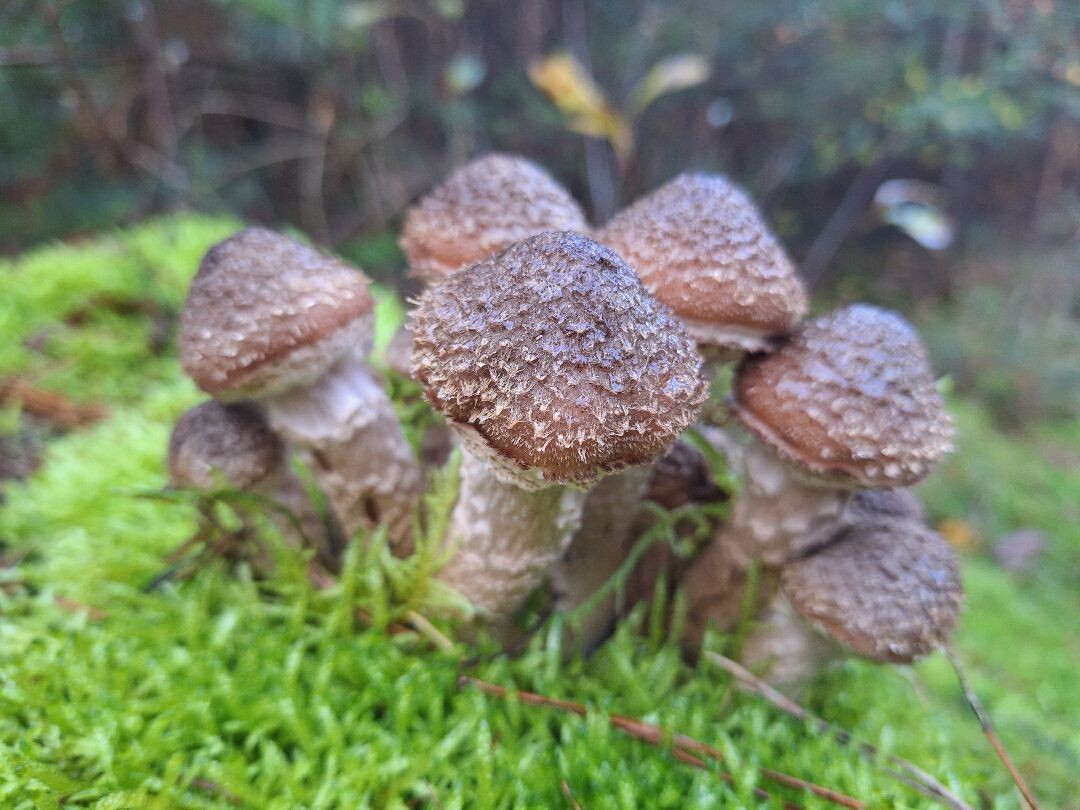 Hellendoorn - Holten · Pieterpad etappe 11