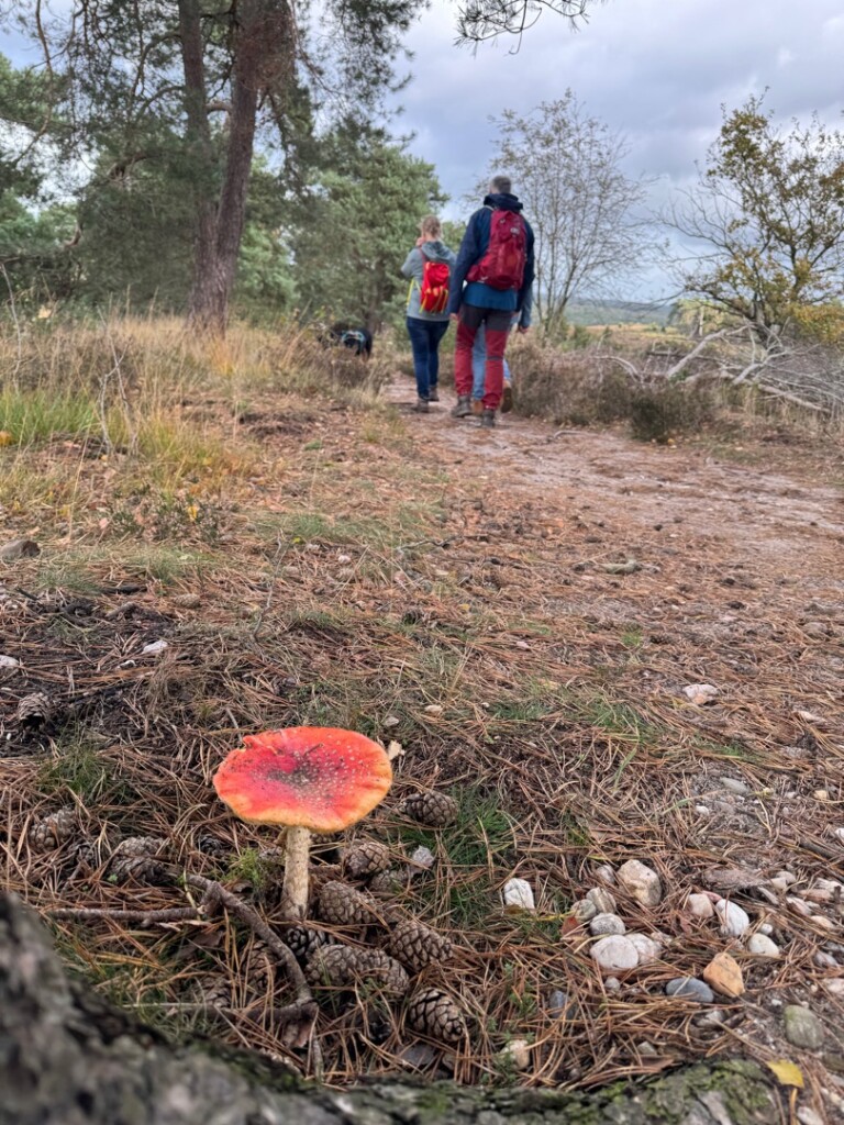 Ommen - Hellendoorn · Pieterpad etappe 10