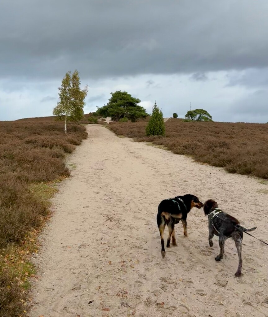 Ommen - Hellendoorn · Pieterpad etappe 10