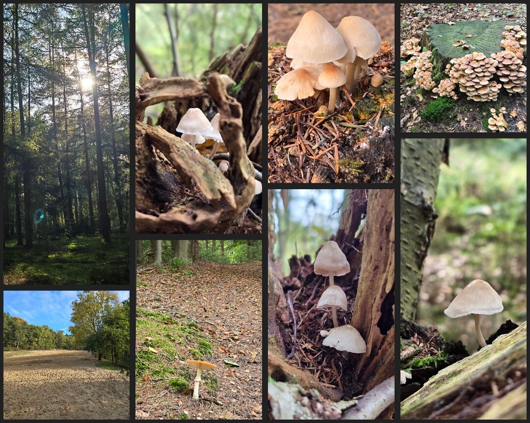 Doorn - Leersum · Utrechtse Mountain Trail etappe 6