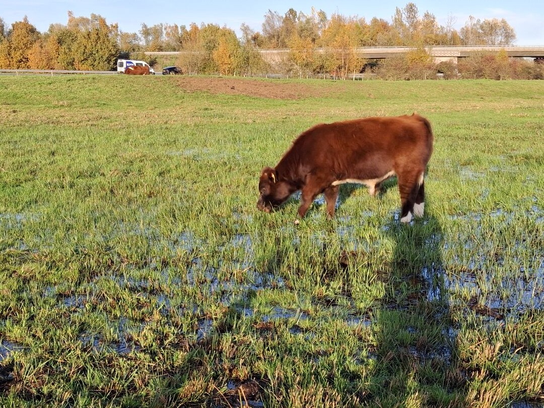 Nuland - Veghel · Camino Brabant etappe 2