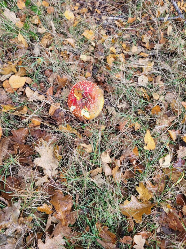 NS-wandeling Twentse beken