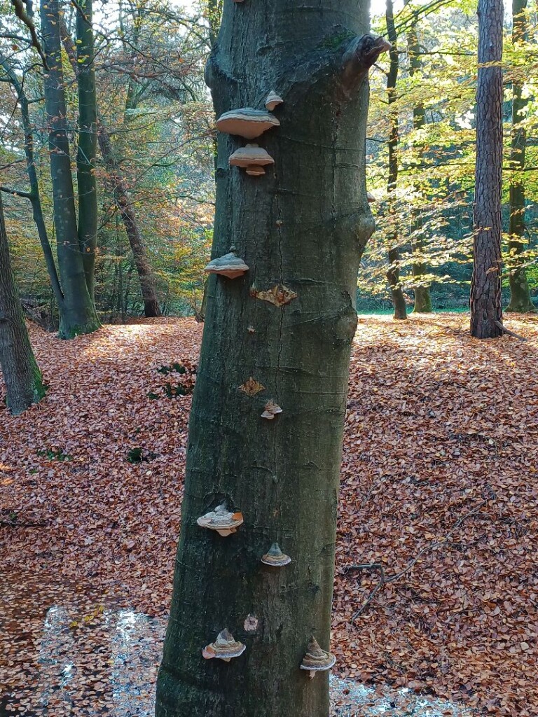 Ommen - Hellendoorn · Pieterpad etappe 10