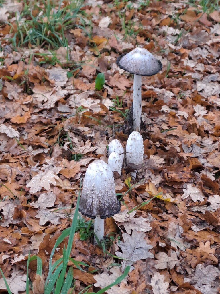 Sleen - Coevorden · Pieterpad etappe 7