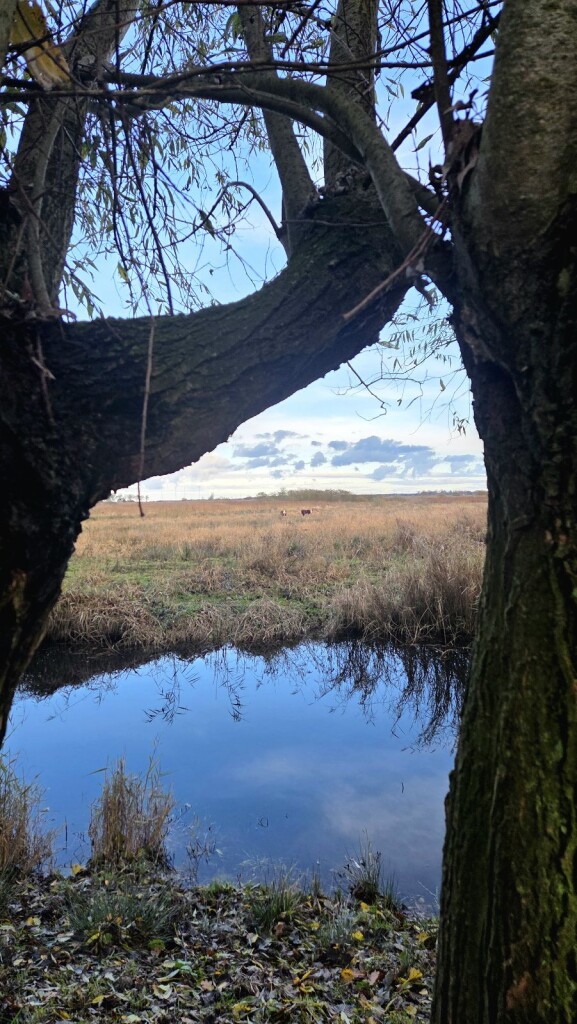 Wandelroute Ae's Woudbloem Scald Ae