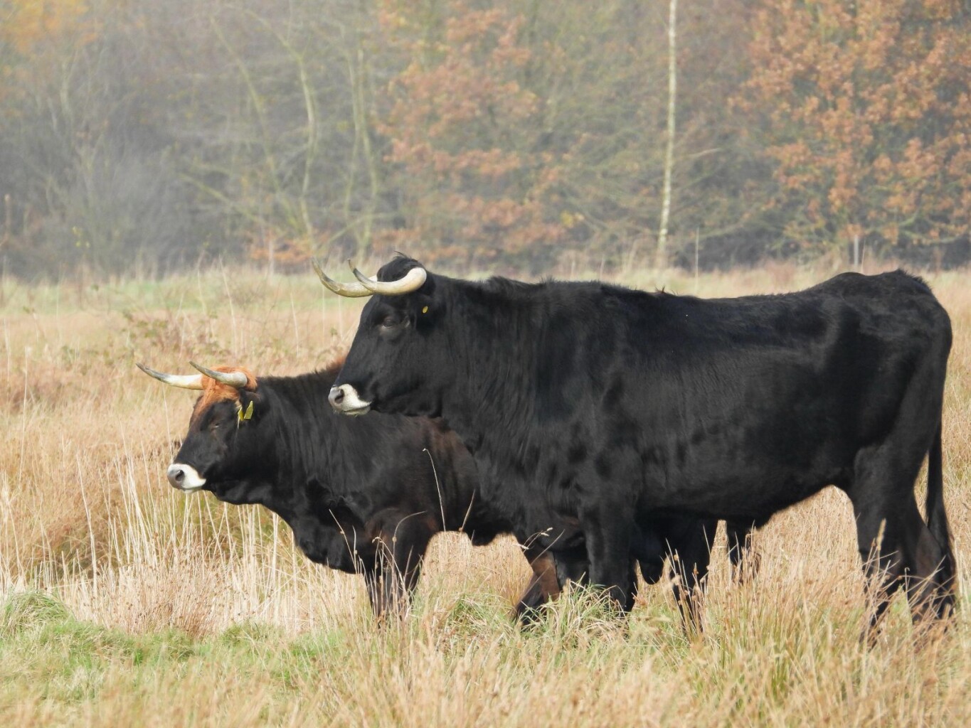 Wandelroute Tilgrup vallei
