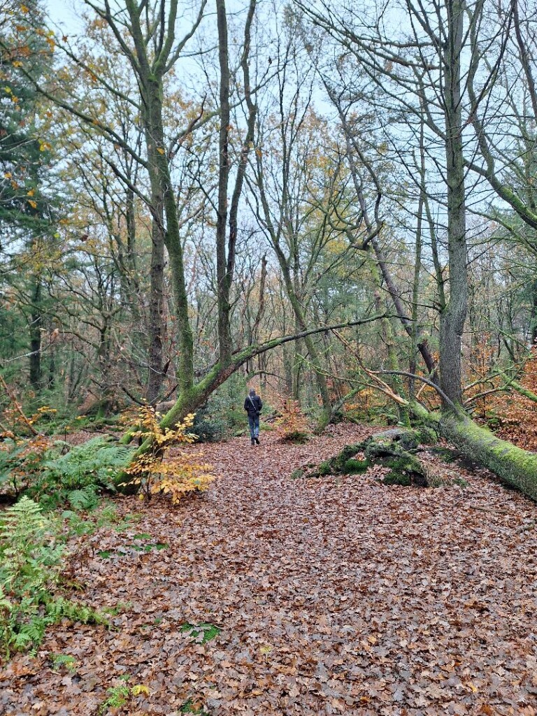 Ontdek het bos