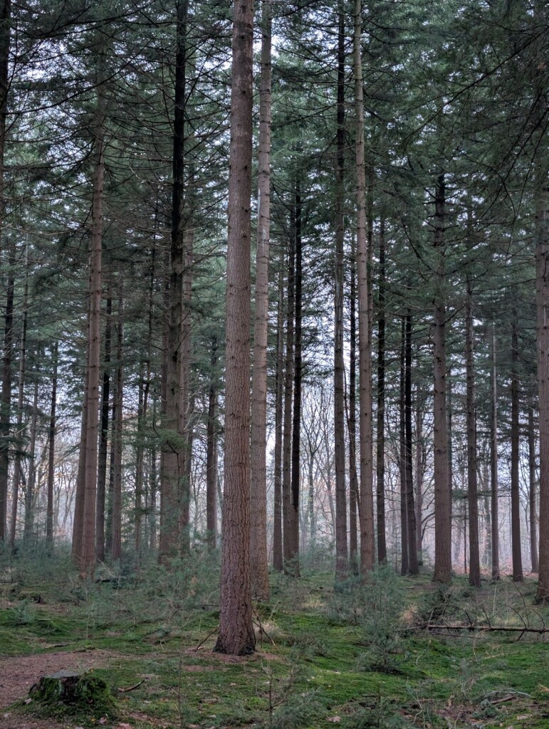 Bos & heideroute in Heumensoord