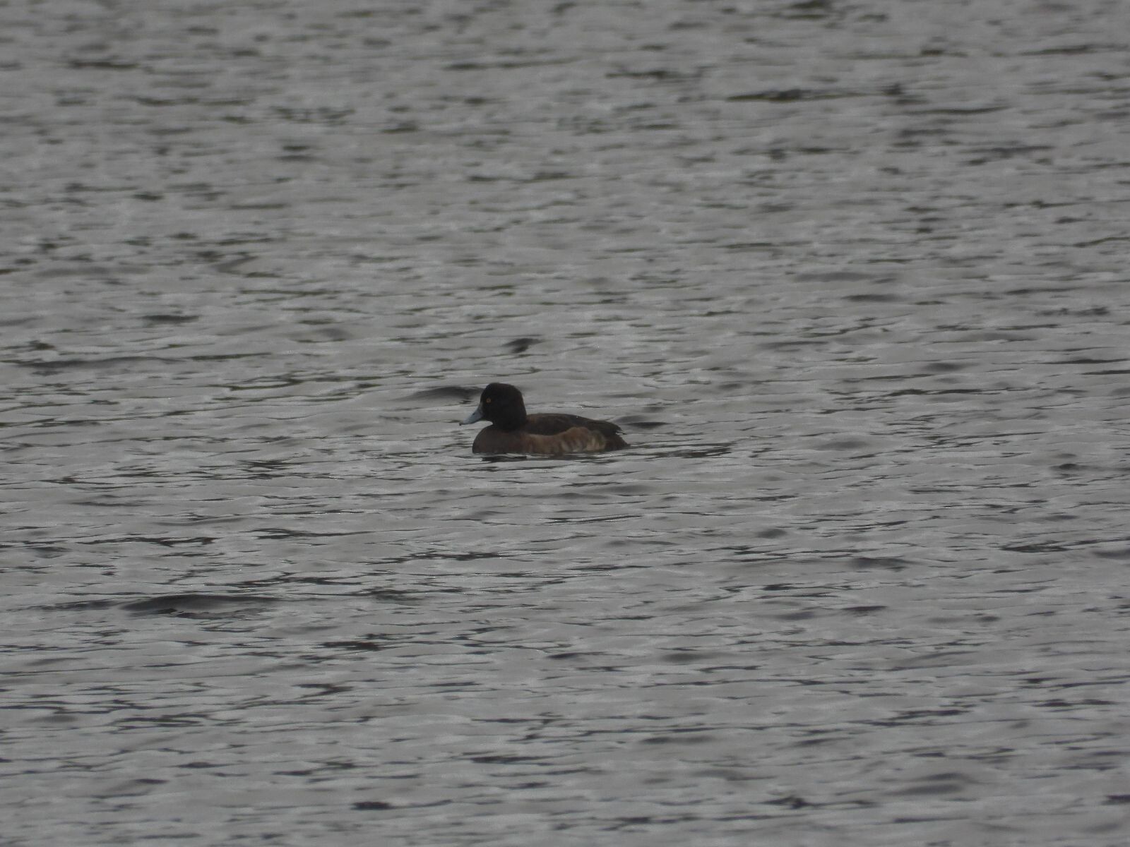 De Oldemeijer - Groen