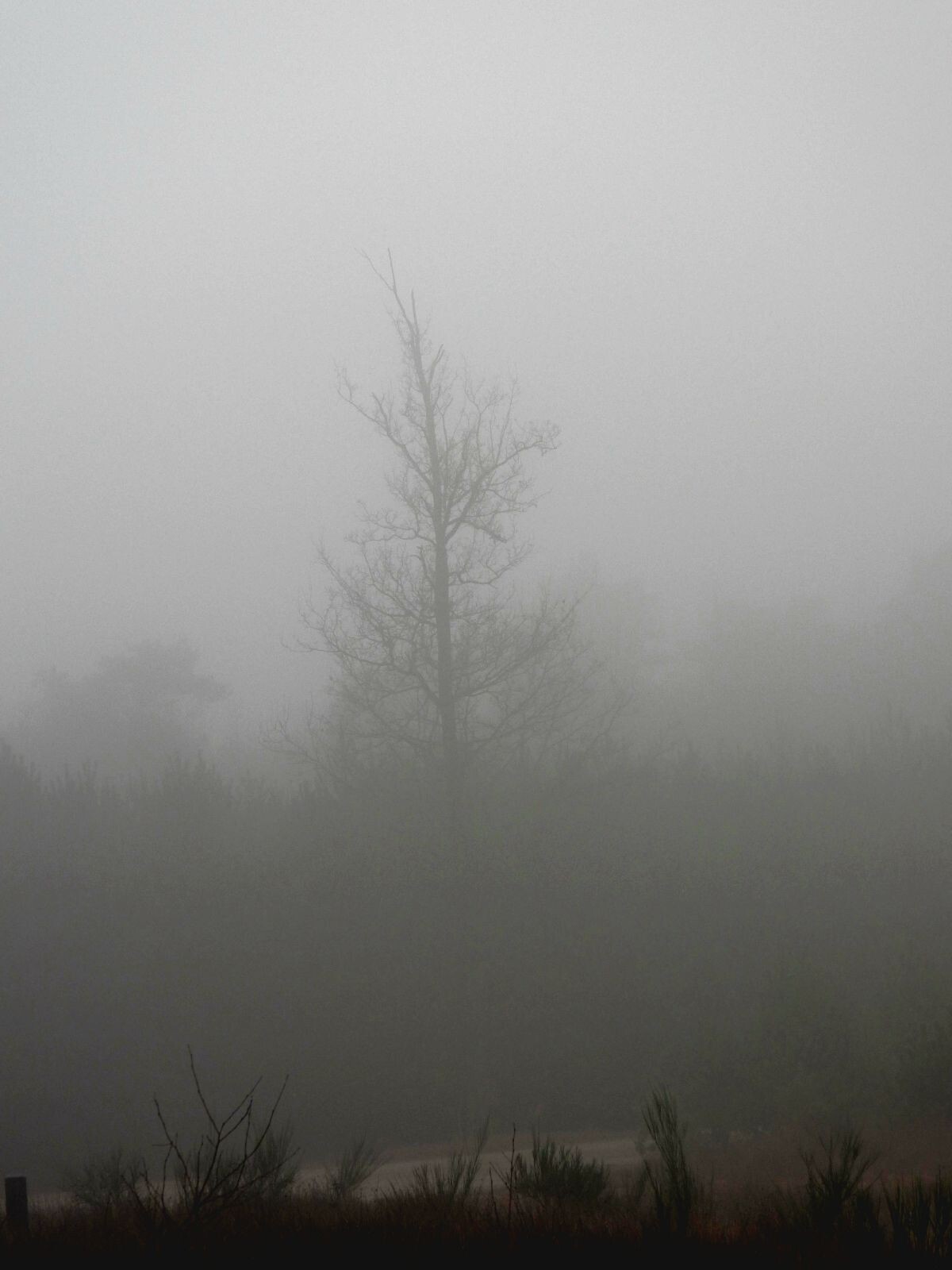 De Gasselterdennenroute