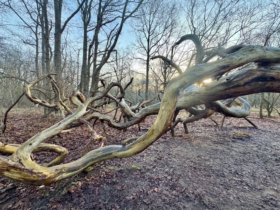 Haarlem station - Santpoort-Noord · Nederlands Kustpad 2 etappe 6