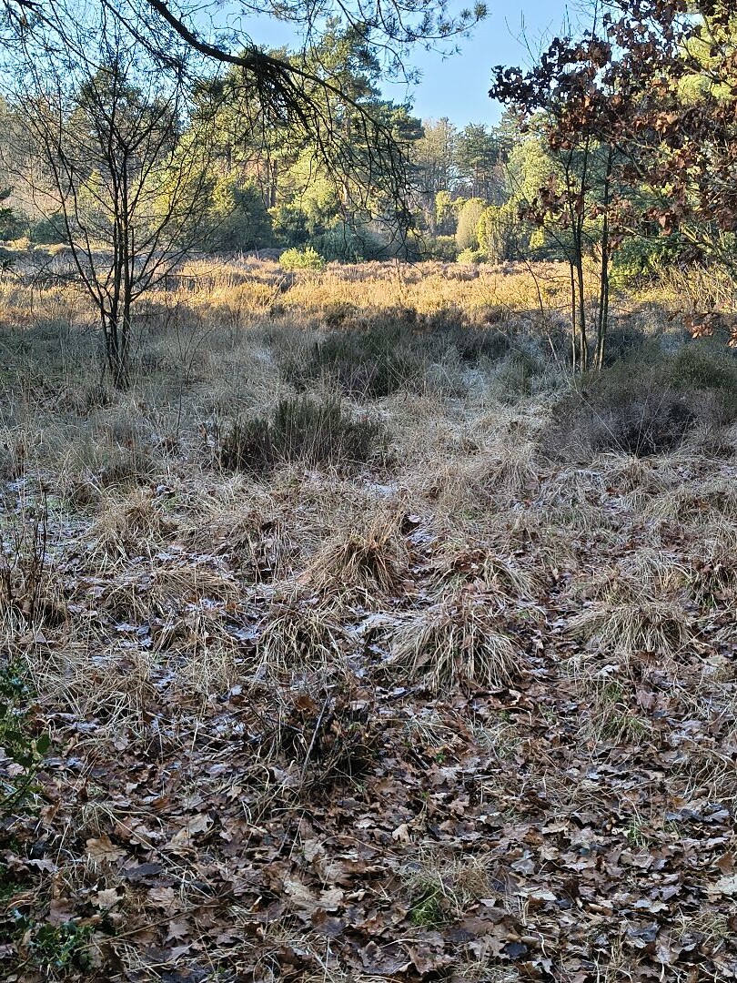 Wandelroute Jeneverbesroute Sleenerzand
