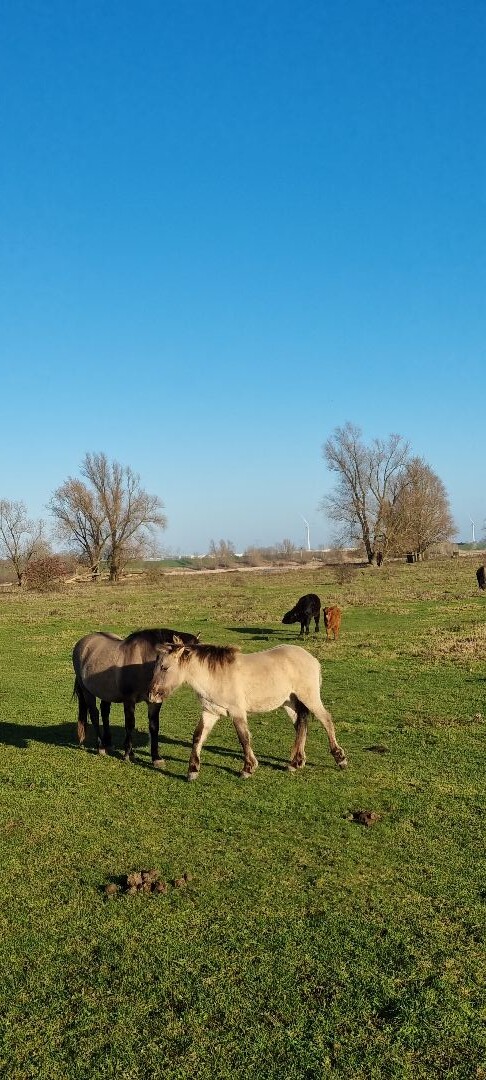 Doddendaelpad Beuningen