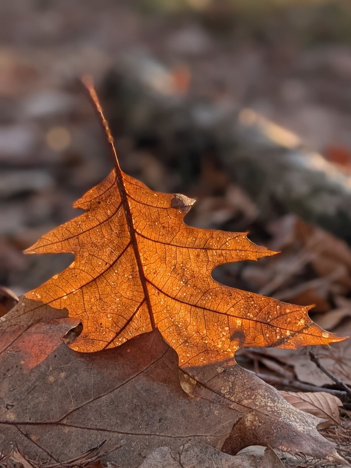 Den Treek vanaf Austerlitz