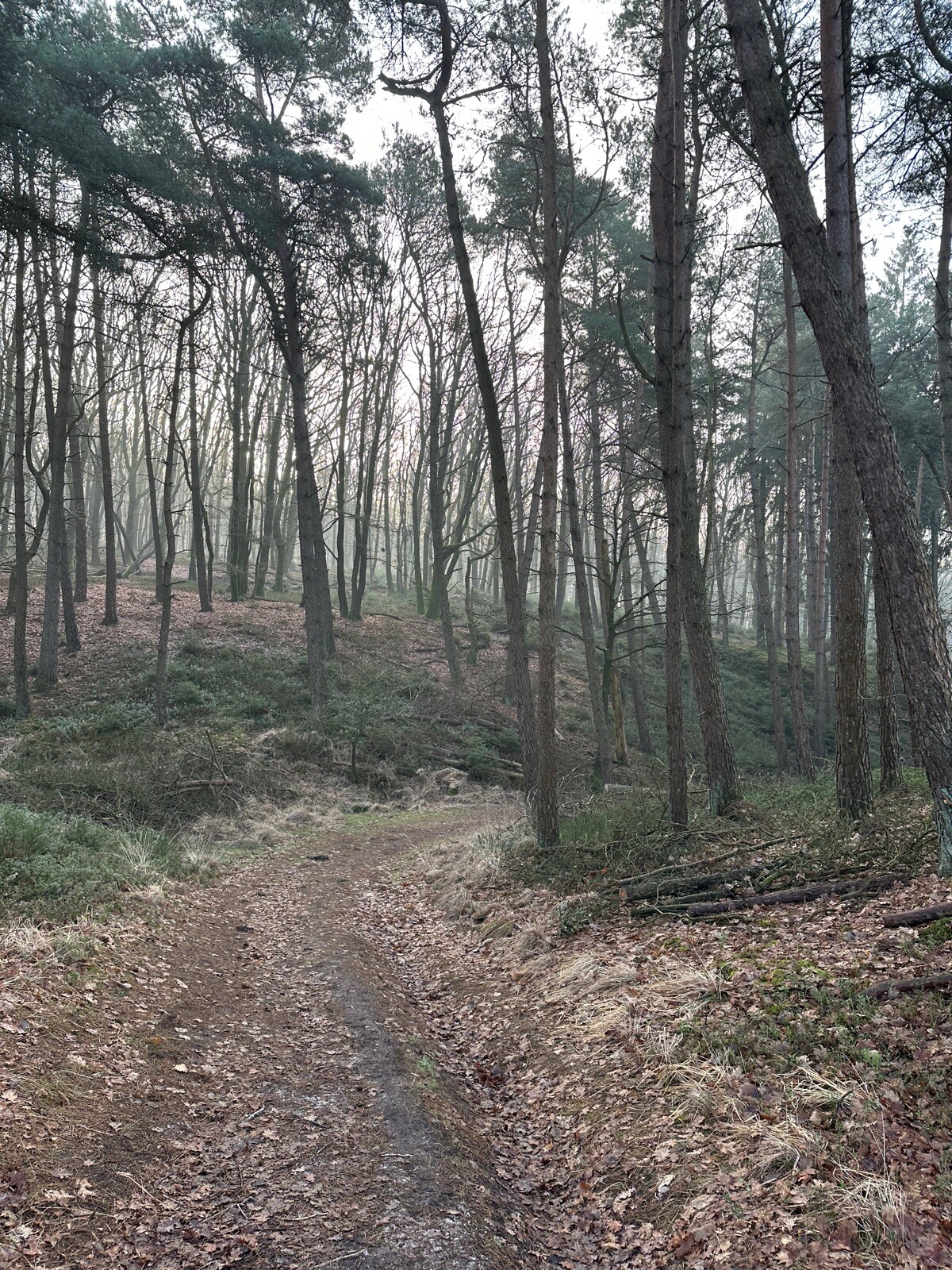 Roots-wandeling 'Een echo uit de oertijd' – Nationaal Park Sallandse Heuvelrug