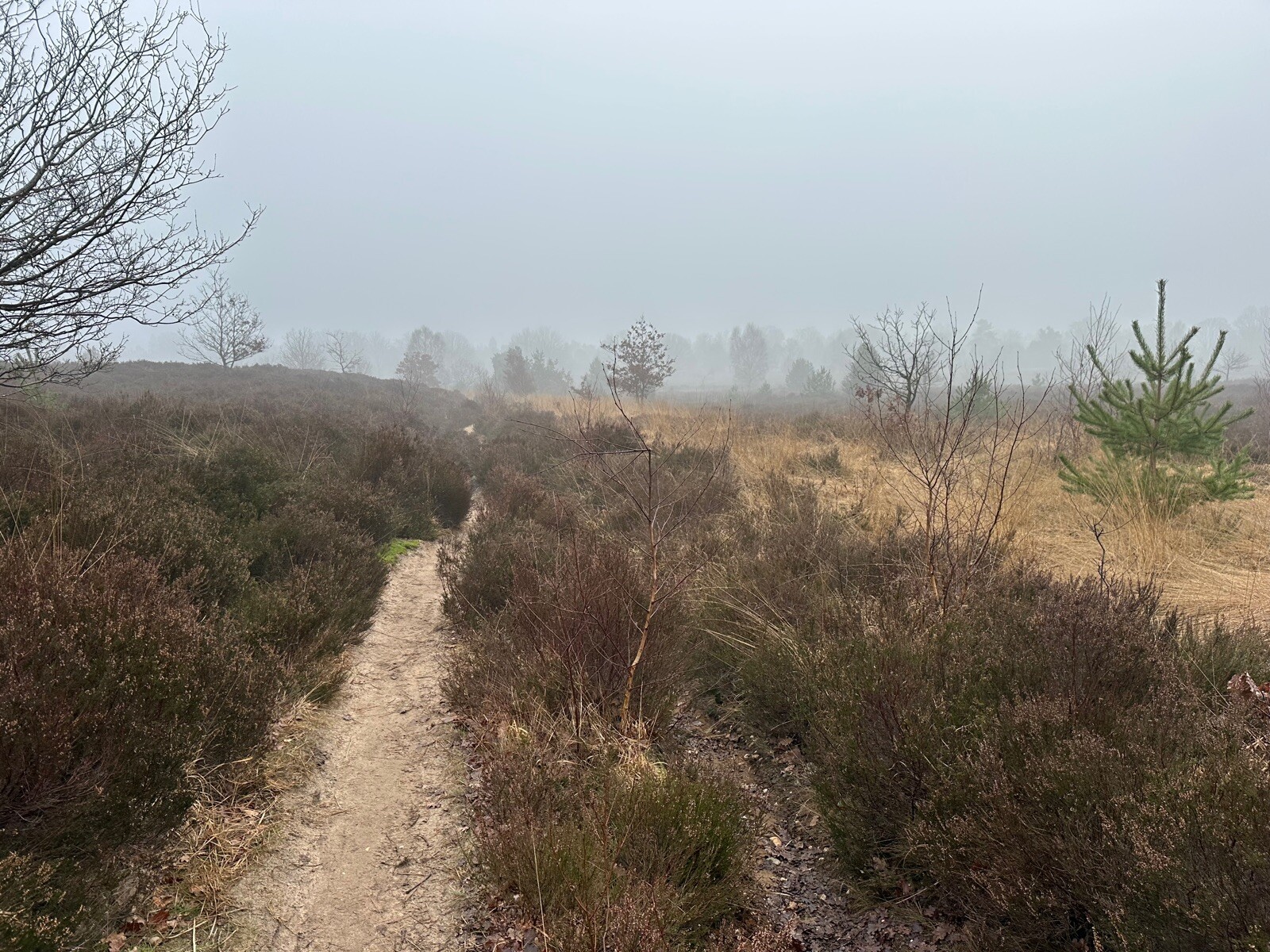 Roots-wandeling 'Een echo uit de oertijd' – Nationaal Park Sallandse Heuvelrug